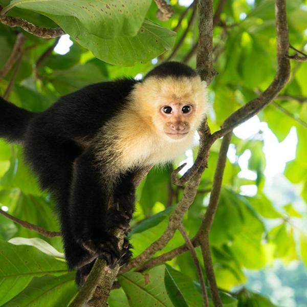 Monkey Tiny House - Private Swimming Pool Villa Big Bight ภายนอก รูปภาพ